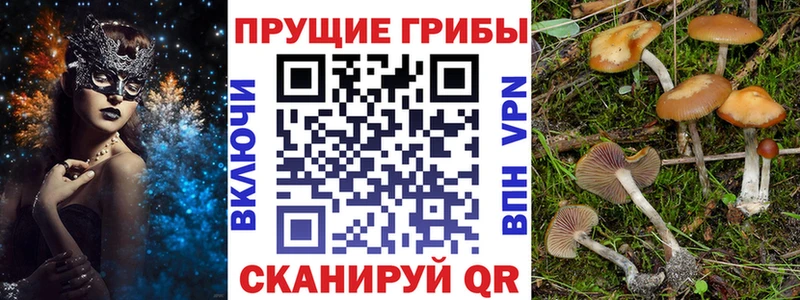 где купить наркоту Мурманск Псилоцибиновые грибы Psilocybine cubensis
